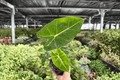 Alocasia Frydek 2 Live Plants in 4-Inch Pots | Alocasia micholitziana ‘Frydek’
