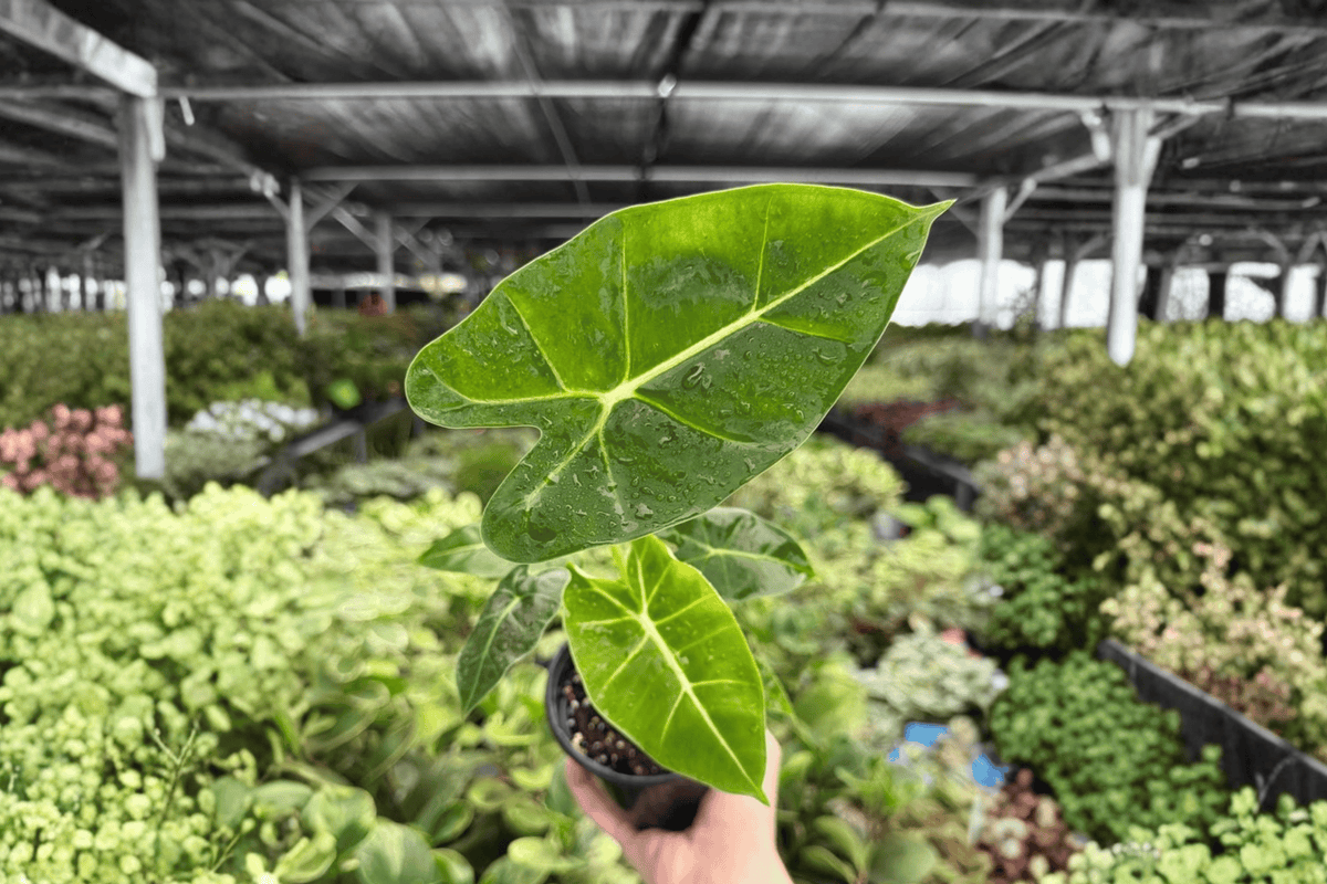 Alocasia Frydek 2 Live Plants in 4-Inch Pots | Alocasia micholitziana ‘Frydek’