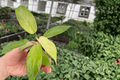 Philodendron Snowdrift Starter Plants (2) – Bare Root, Variegated Snowdrift Philodendron