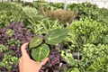 Anthurium Papi Red Sinus x K.O.S. 4-Inch Live Plants – Bare Root (2-Pack)