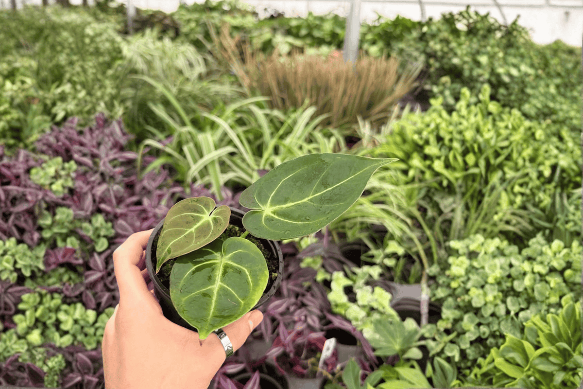 Anthurium Papi Red Sinus x K.O.S. 4-Inch Live Plants – Bare Root (2-Pack)