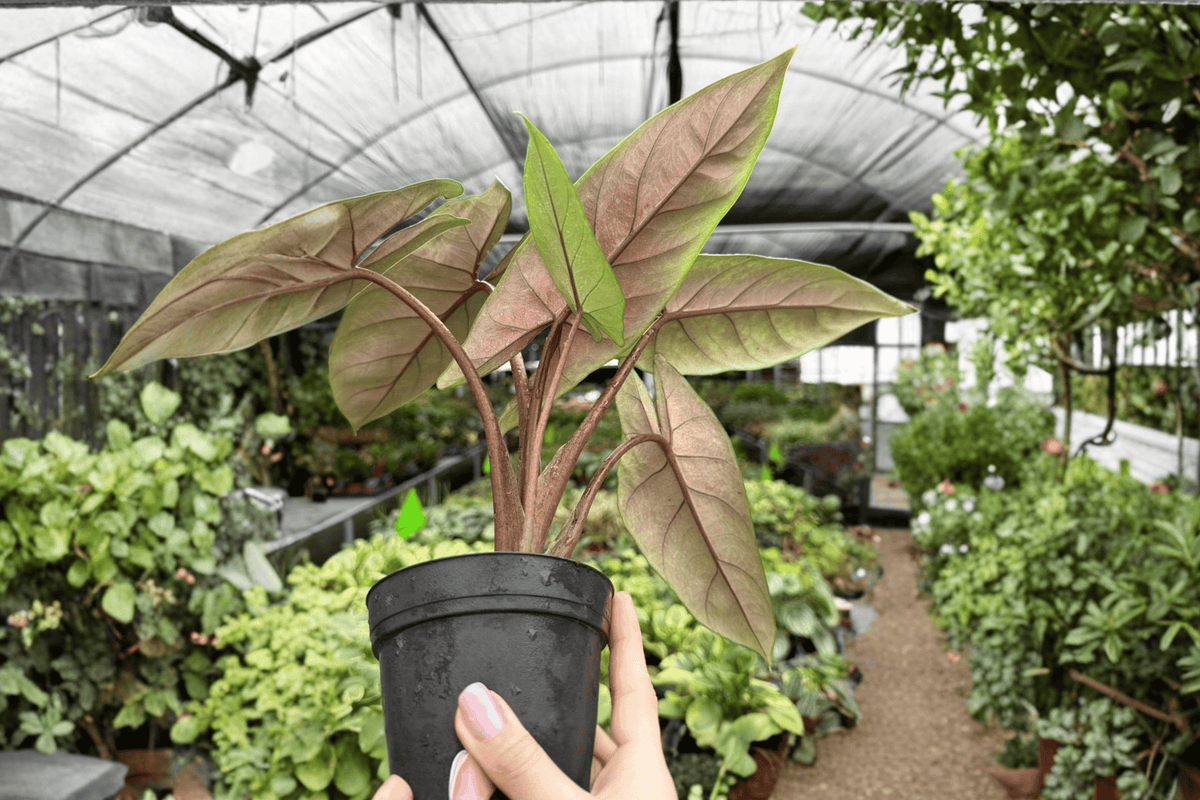 Alocasia scalprum Live Plant Pair in 4-Inch Pots | Exact Plants