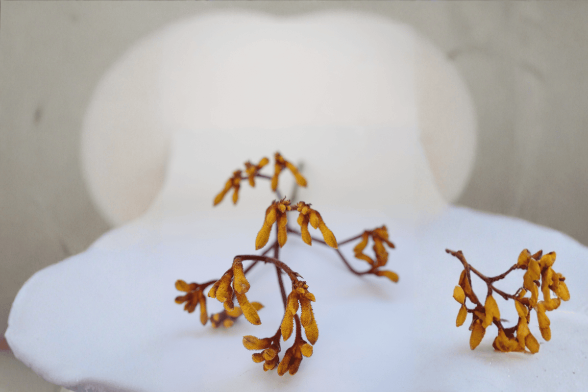 Bush Blitz Kangaroo Paw (Anigozanthos ‘Bush Blitz’) 1 Gallon Live Plant