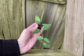 2 Hoya gracilis Starter Plants – Bare Root Live Wax Plants