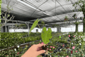 Colocasia esculenta 'Mojito' Starter Plants (2) – Bare Root