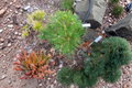 Japanese Black Pine Bonsai Tree Kyokko Yatsubusa — 12in, 1 Gallon Pot