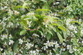 Downy Serviceberry Live Tree (Amelanchier arborea) – 12–18 in