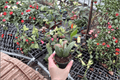 Hoya Sigillatis Splash Live Starter Plants – 2 Bare Root Starter Plants