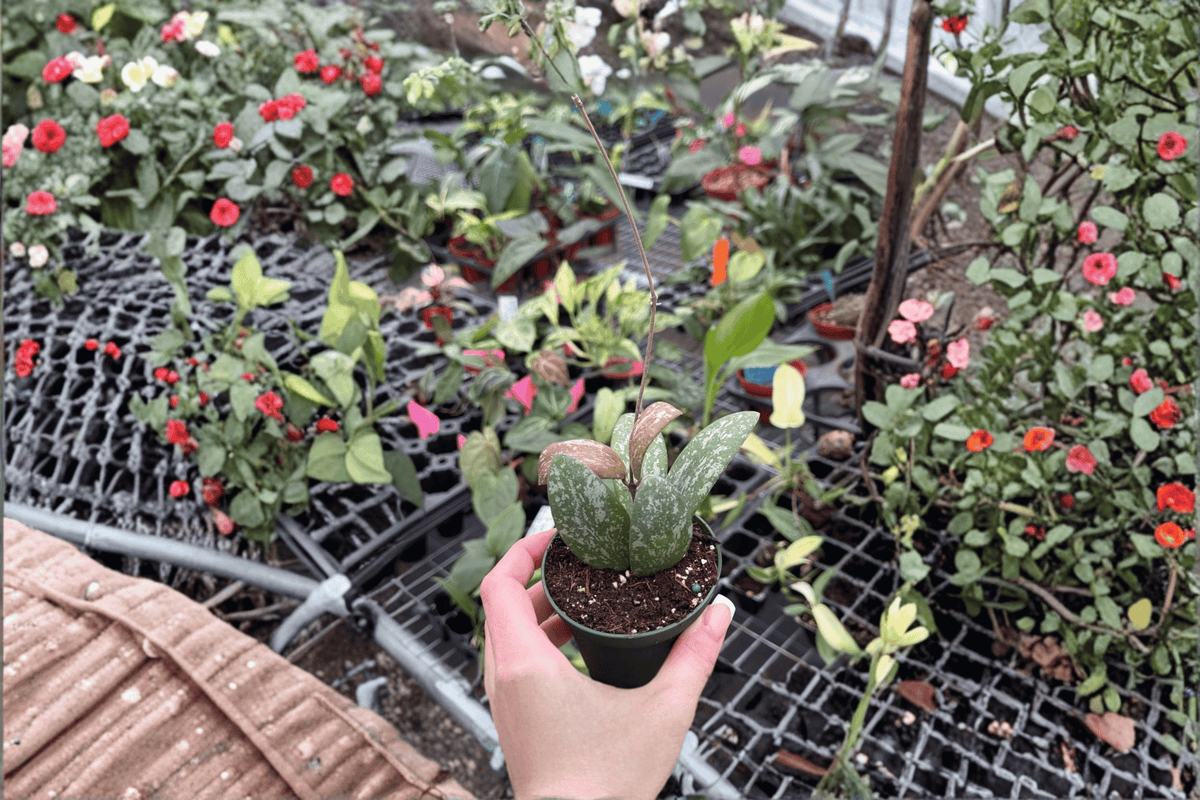 Hoya Sigillatis Splash Live Starter Plants – 2 Bare Root Starter Plants
