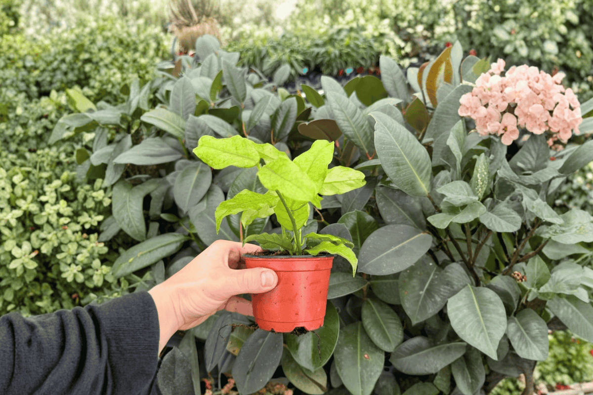 Hoya villosa - 2 Bare Root Live Plants, 4-Inch Pot Size (Exact Plants pictured)