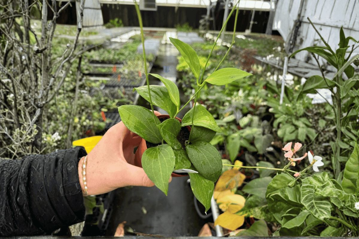 Hoya pottsii Live Plants — 2-Pack in 4-Inch Pots