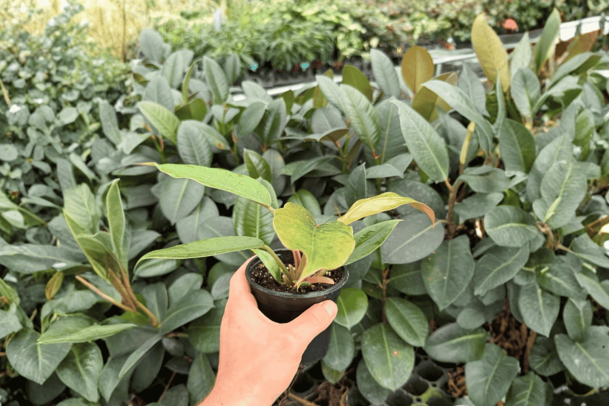 Philodendron Pluto “Choco Empress” – 2 Live Plants in 4-Inch Pots