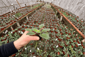 Ma’s Soirée African Violet Starter Plants (Streptocarpus ionanthus) – 2 Live Plants