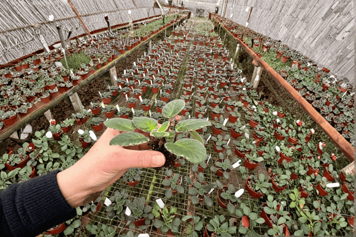 Ma’s Soirée African Violet Starter Plants (Streptocarpus ionanthus) – 2 Live Plants