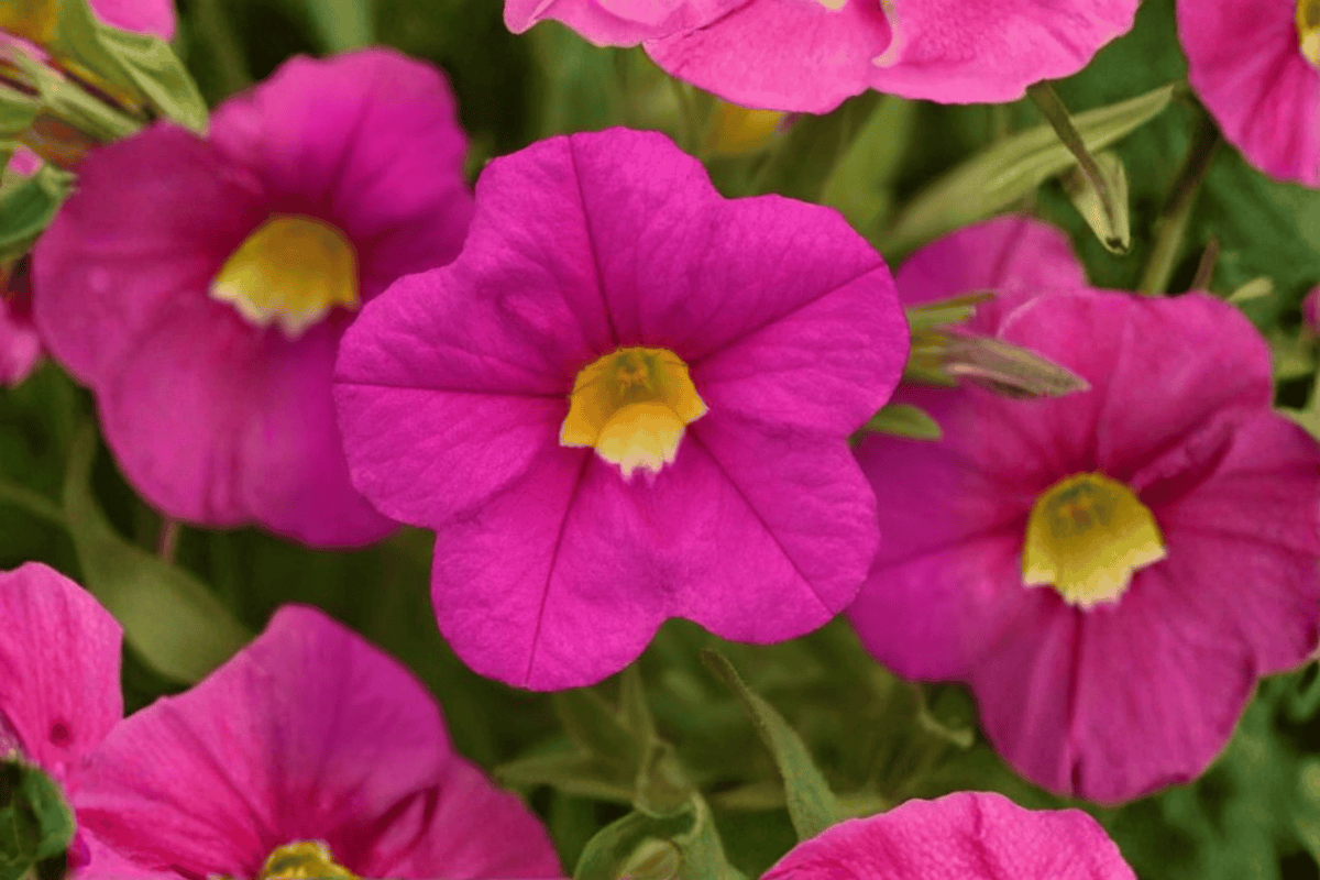 Calibrachoa MiniFamous Uno Pink Million Bells — 4-Inch Pot, 1 Live Plant