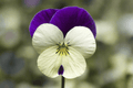 Penny White Jump-Up Horned Violet Live Plant - Viola cornuta, 4-Inch Pot
