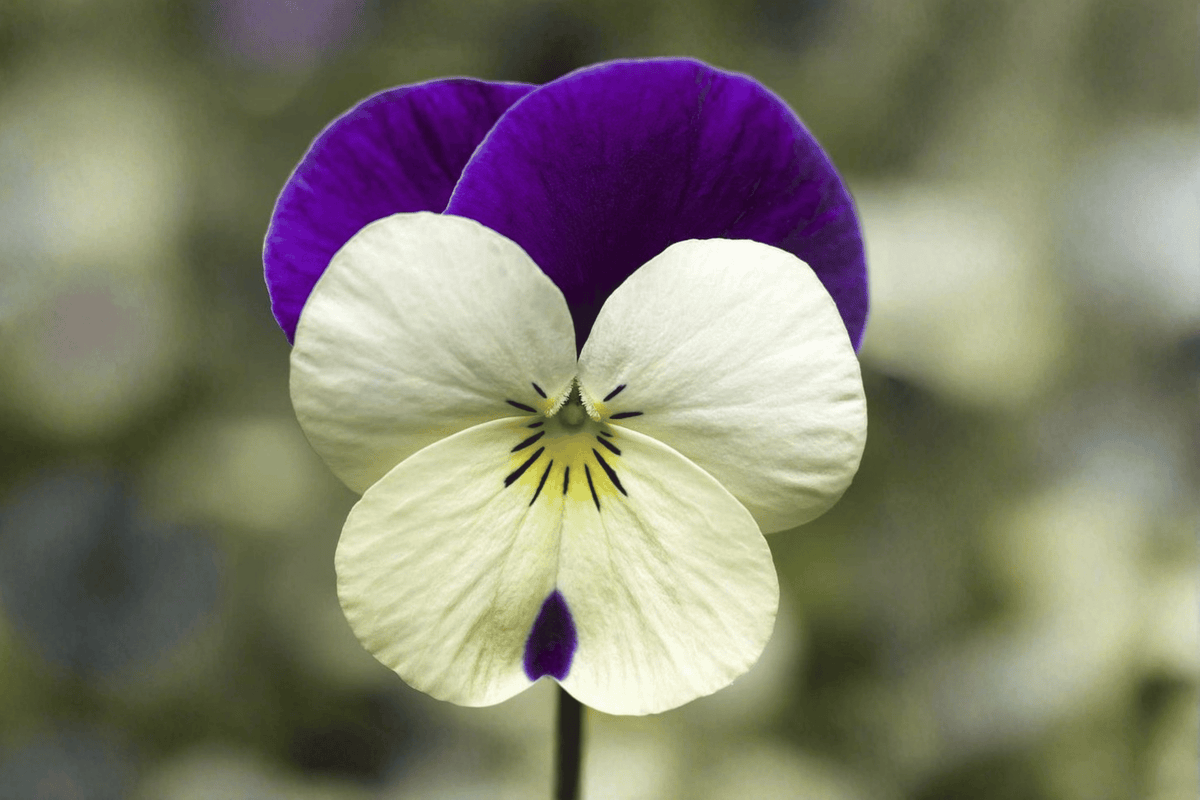 Penny White Jump-Up Horned Violet Live Plant - Viola cornuta, 4-Inch Pot