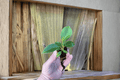 Philodendron hederaceum Heartleaf Starter Plants - 2 Bare Root