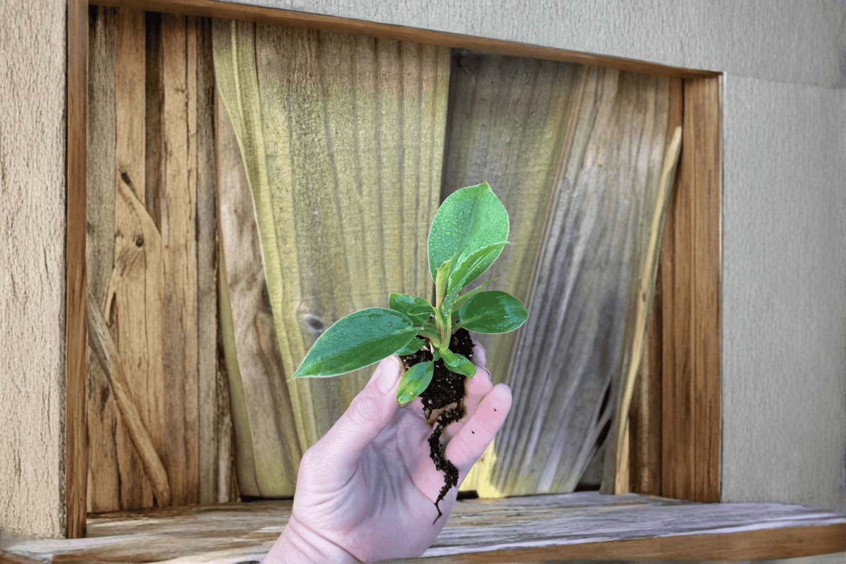 Philodendron hederaceum Heartleaf Starter Plants - 2 Bare Root