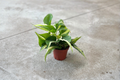 Philodendron Rio Live Plant - Variegated Starter Plant, Rare Trailing Philodendron