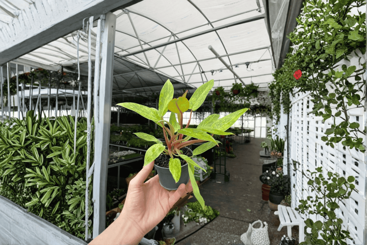 Philodendron 'Painted Lady' Live Plants - 2 in 4-Inch Pots