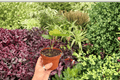 Anthurium Xone × Subsignatum — 2 Bare-Root Live Plants (2-inch Pots) Exact Plants
