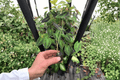 Colocasia 'Illustris' Starter Plants (2) | Live Elephant Ear - Bare Root with Soil Pods