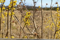 Hamamelis × intermedia ‘Heinrich Bruns’ Witch Hazel Bare Root Plant – 24" Tall