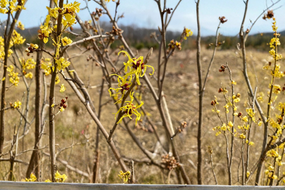 Hamamelis × intermedia ‘Heinrich Bruns’ Witch Hazel Bare Root Plant – 24" Tall