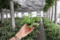 Asplenium antiquum 'Hurricane' Starter Ferns - 2-Pack in 2-Inch Pots