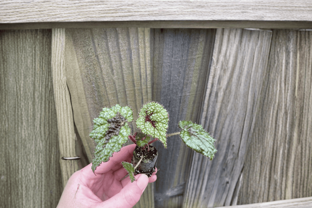 Begonia Masoniana 'Iron Cross' Live Starter Plants — 2 Bare Root Begonia masoniana