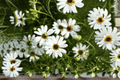 Surdaisy White Swan River Daisy - Brachyscome Hybrid, 4-Inch Pot