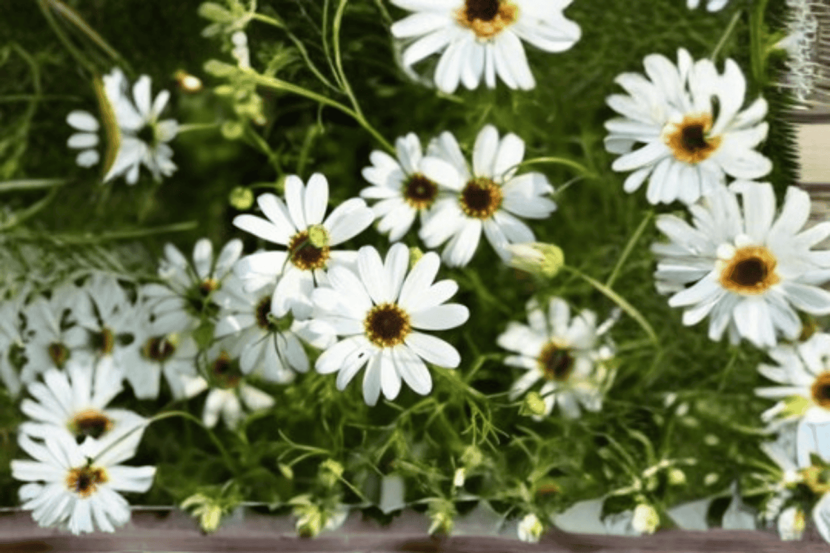 Surdaisy White Swan River Daisy - Brachyscome Hybrid, 4-Inch Pot