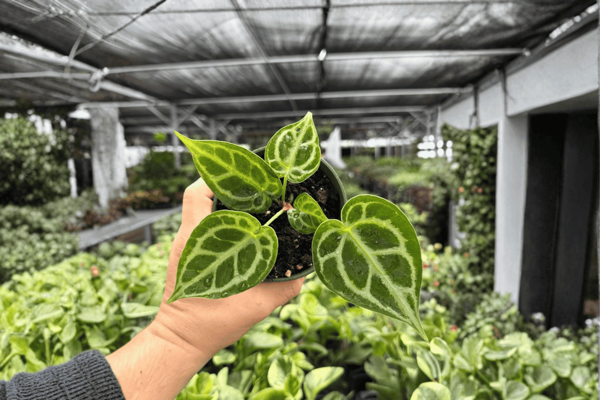 Anthurium MBR x HU x Red 2 Live Plants - 4-Inch Pots