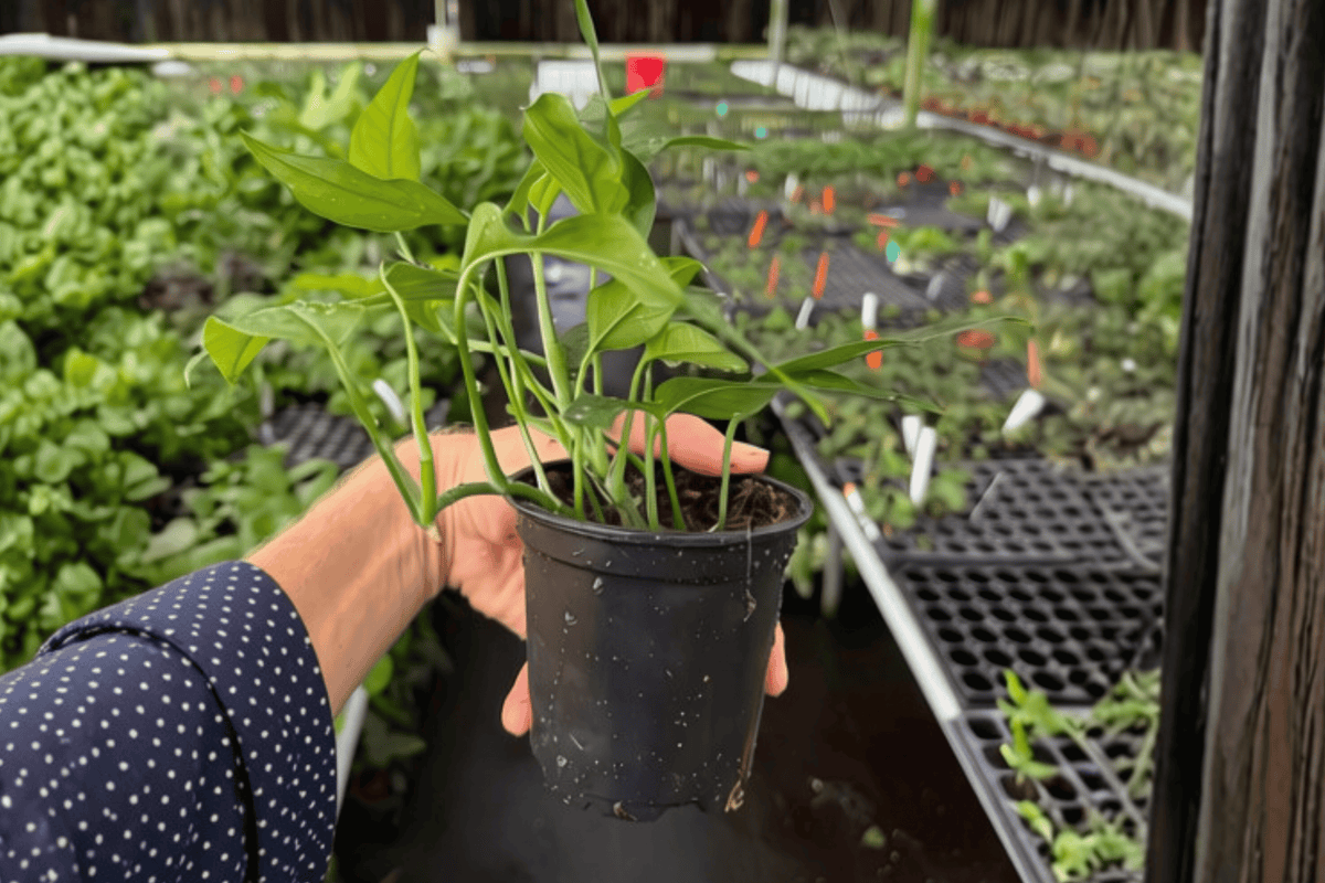 Baltic Blue Pothos Epipremnum pinnatum ‘Baltic Blue’ — 2 Live Plants in 4-Inch Pots