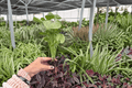 Syngonium Mango Allusion Starter Plants (2) in Plugs | Live tropical aroid