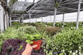 Hoya Mathilde Splash Live Plants - 4-Inch Pots (2-Pack) Exact Plants