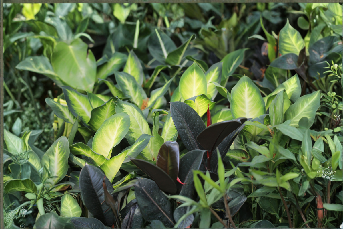 Dieffenbachia 'Marianne' Live Plant in 6-Inch Pot