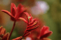Landscape Scarlet Kangaroo Paw 1 Gallon Live Plant | Anigozanthos flavidus Hybrid