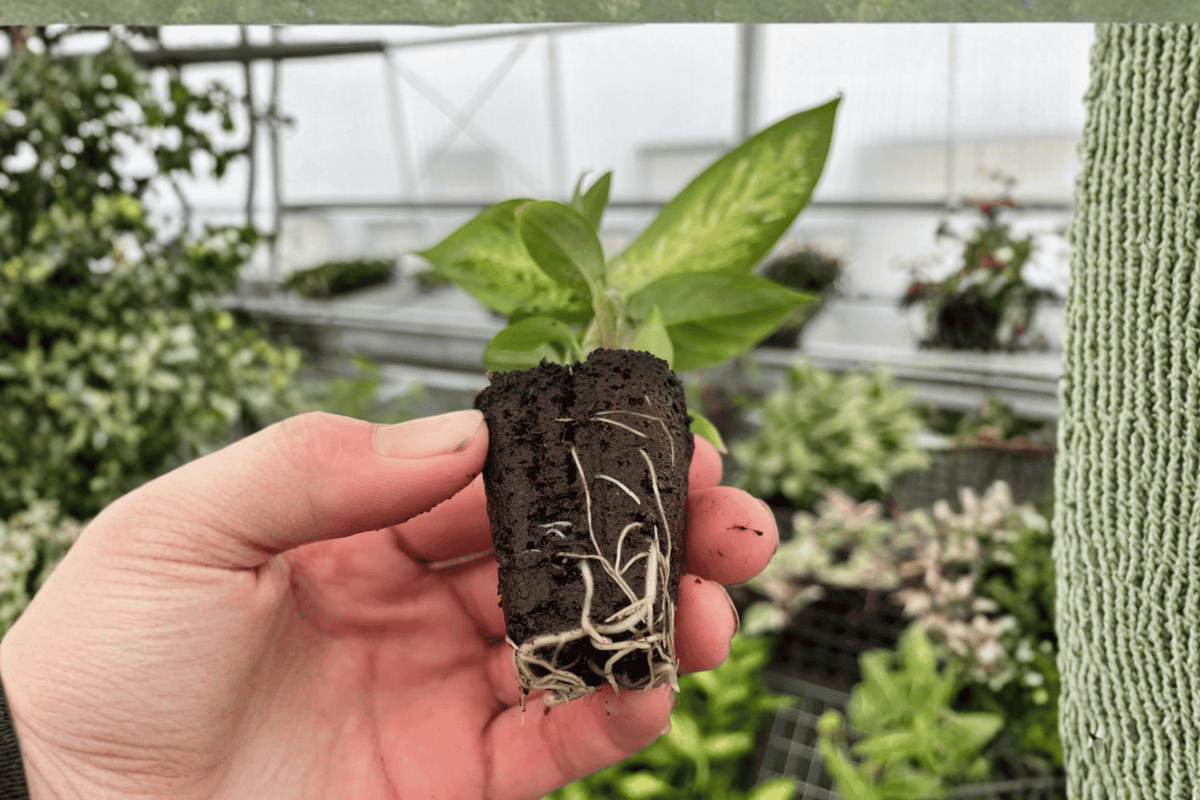 Dieffenbachia Starbright Starter Plants (2) - 2-Inch Pots, Unpotted