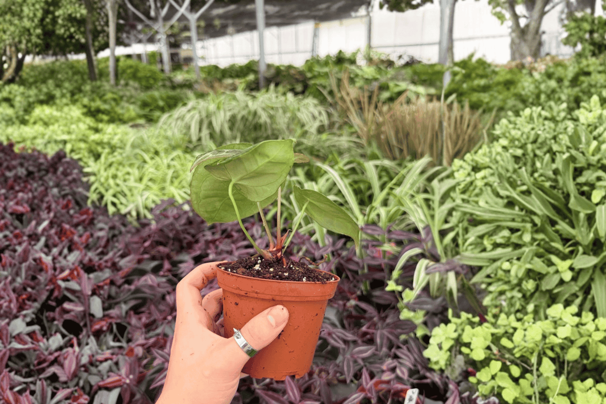 Anthurium Hoffmannii x Green Mamba (2 Exact Live Plants) - 4-Inch Pots