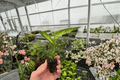 Dieffenbachia Starbright Starter Plants — 2-Pack, 2-Inch Pots
