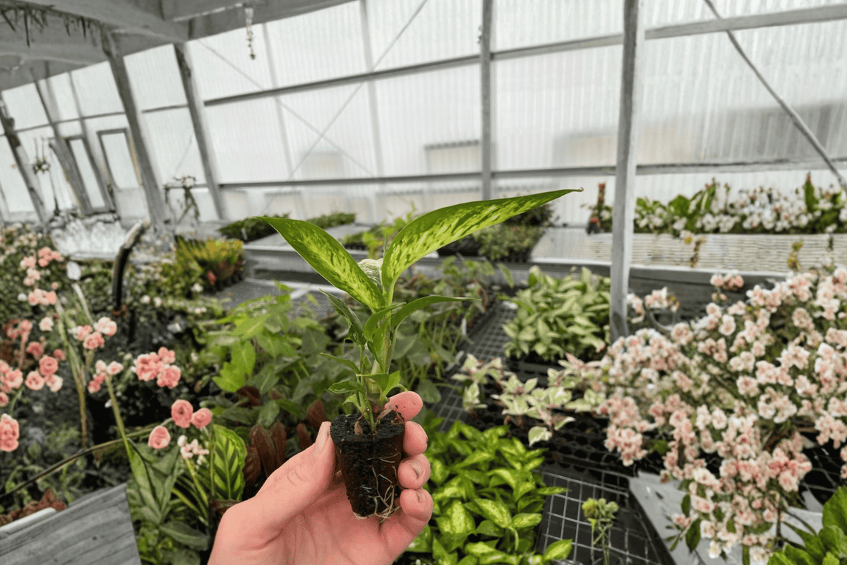 Dieffenbachia Starbright Starter Plants — 2-Pack, 2-Inch Pots