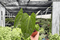 Anthurium Hoffmannii × Red Gunsal - 2 Live Plants in 4-Inch Pots