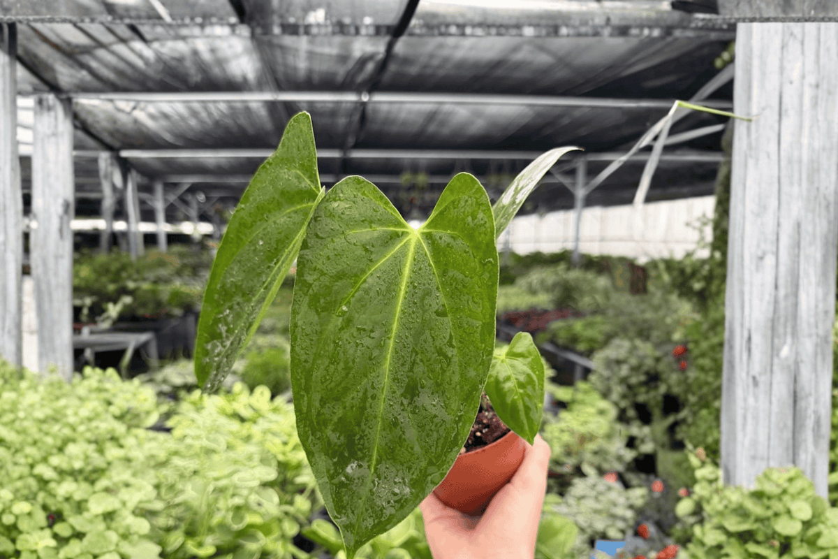 Anthurium Hoffmannii × Red Gunsal - 2 Live Plants in 4-Inch Pots