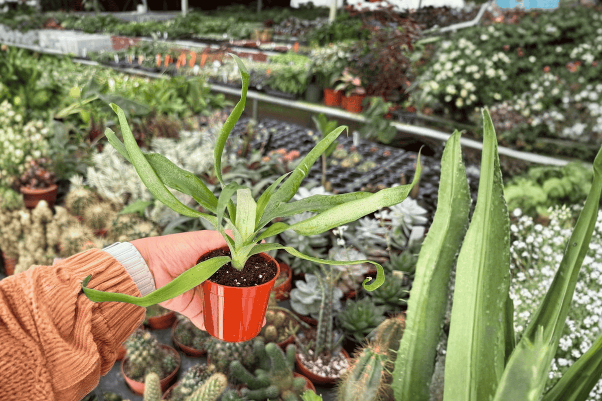 Sugarloaf Pineapple Starter Plants (Ananas comosus) – 2 Live Starter Plants in 2-Inch Pots (Bare Root)