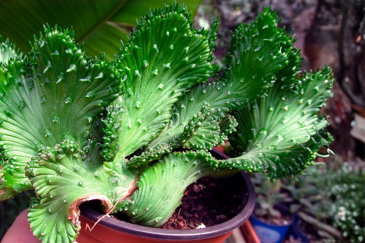 Crested Euphorbia ammak Live Succulent Plant - 1 Starter Crested Euphorbia ammak