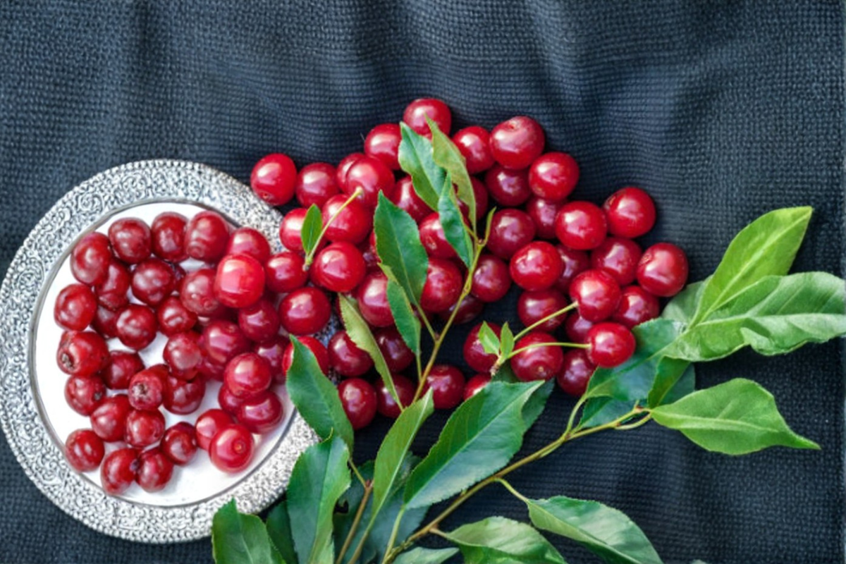 Dwarf Bing Cherry Seeds - 10 Fresh Prunus avium Seed for Indoor/Outdoor Growing