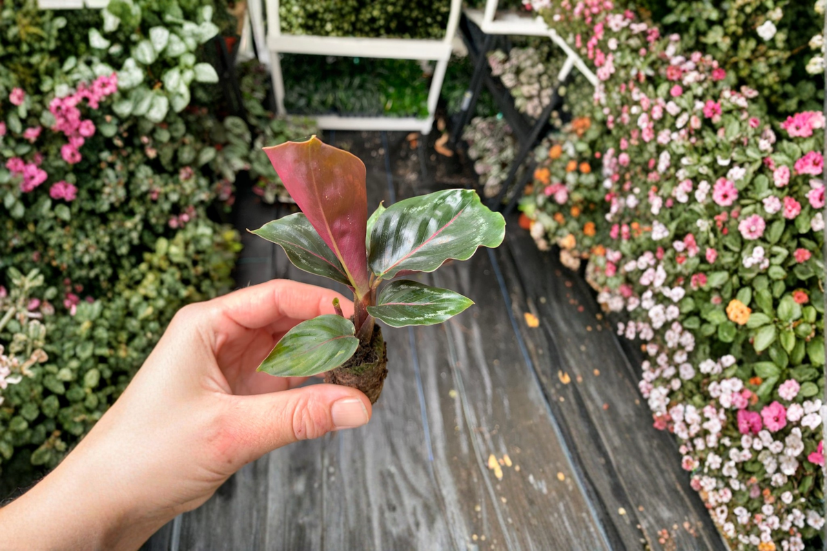 Calathea Medallion Goeppertia veitchiana 'Medallion' - 2 Live Starter Plants (Bare Root with Soil Pod)