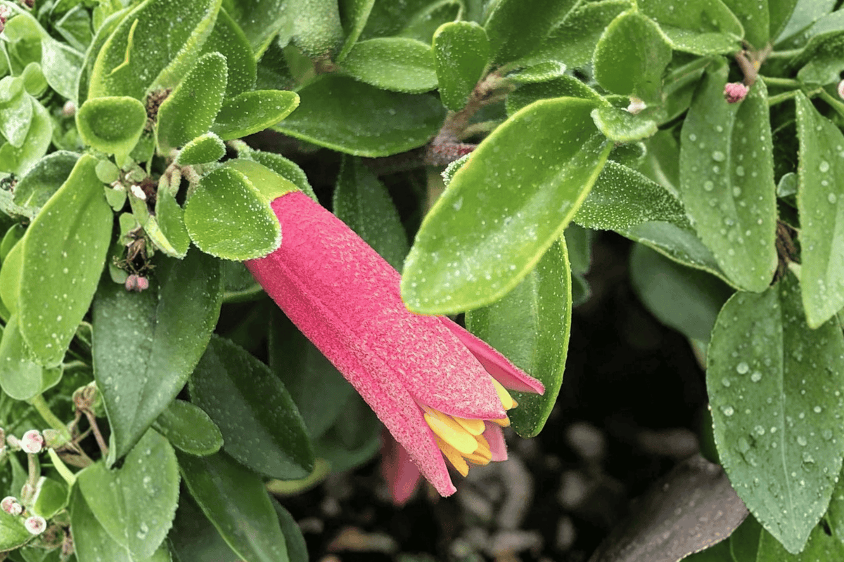 Carmine Bells Australian Fuchsia Correa ‘Carmine Bells’ – 1 Gallon Live Plant